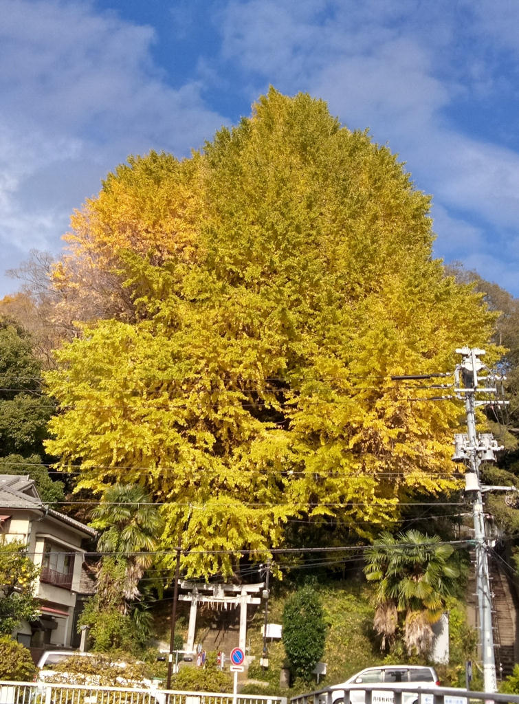 水神社の大イチョウ