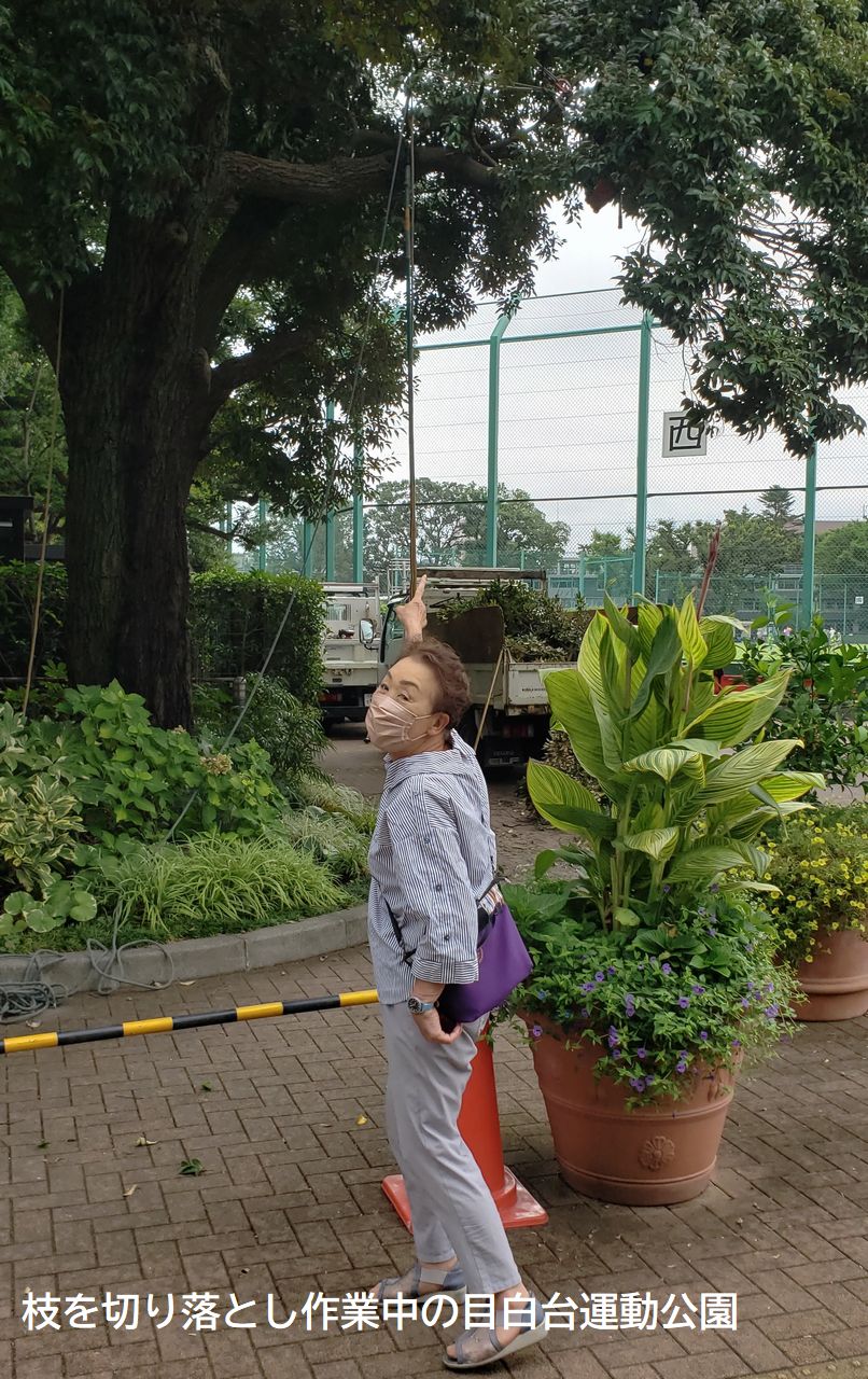 枝を切り落とし作業中の目白台運動公園