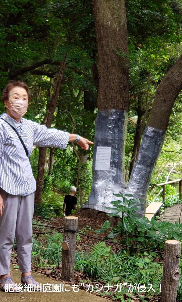 肥後細川庭園にも"カシナガ"が侵入