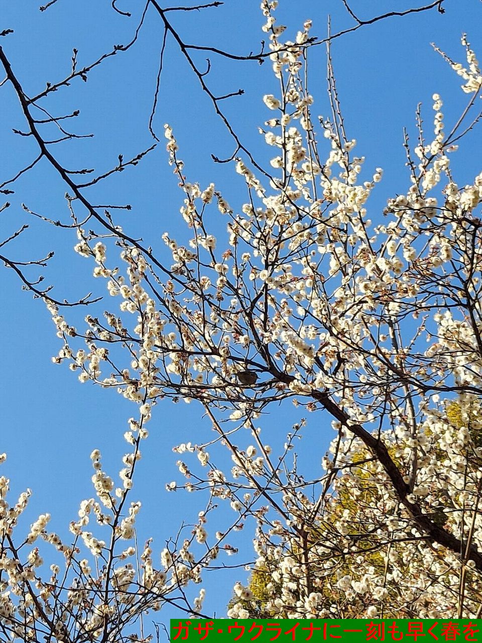 桜の画像
ガザ・ウクライナに一刻も早く春を