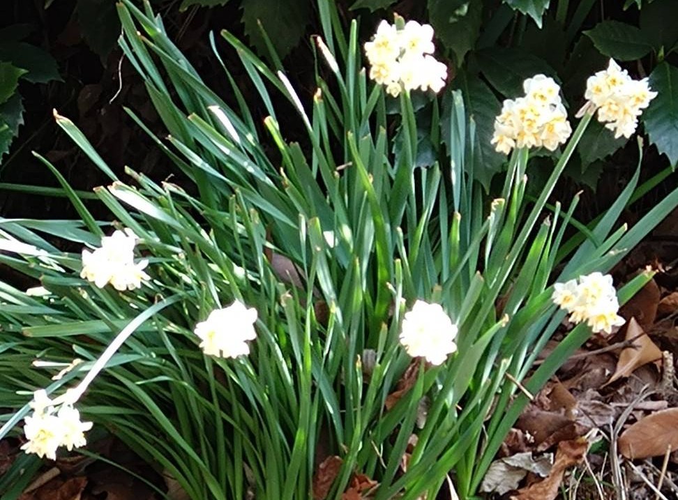 水仙の花