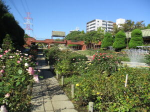 フラワーガーデンのバラ園