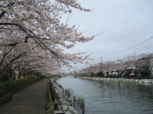 桜満開、街角宣伝