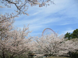 葛西臨海公園の桜