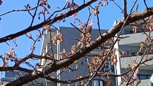 土肥の桜