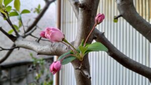 カイドウが開花