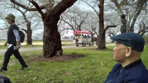 展勝地の桜が満開