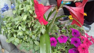 アマリリスが咲いた