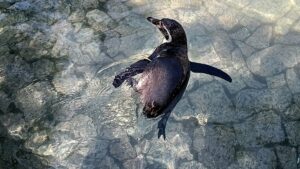 自然動物園のペンギン