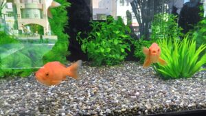 区役所玄関に金魚の水槽