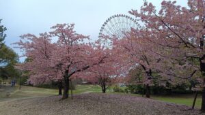 葛西臨海公園の河津さくら