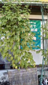 大橋事務所の緑のカーテン